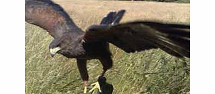 Hawk Walk in Derbyshire