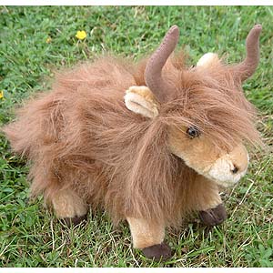 Highland Cow