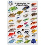 Hinchcliff Water proof Fish Species Guide to reef fish of the Red Sea