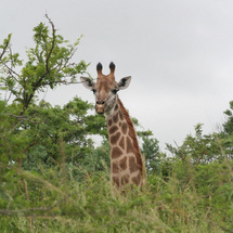 Hluhluwe Game Reserve Day Tour - Child