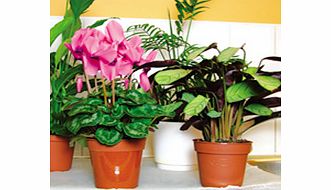 HOLIDAY Watering Mat