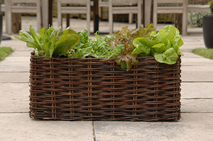 home Allotment Salad Planter