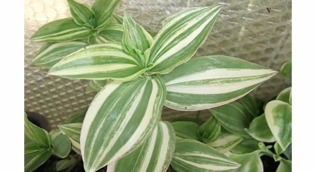 HOMEANDHGARDENBARGAINS TRADESCANTIA VARIAGATED CREAM AND GREEN WANDERING JEW BEDDING OR HOUSEPLANT IN POT