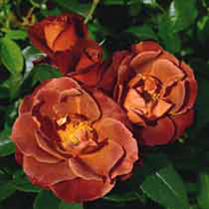 Hot Chocolate Floribunda Rose