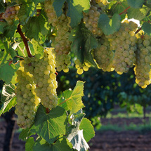 Hunter Valley Winetaster - Child