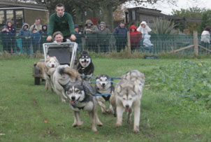 Husky Dog Ride for 2