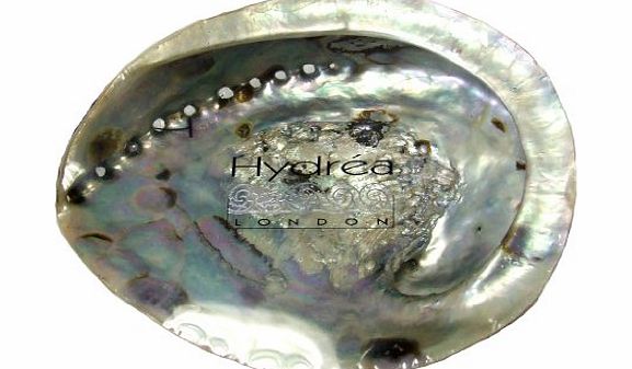 Hydrea London XXL Abalone/Mother of Pearl Shell (17cm/8``) Bathroom Soap Dish Decorative Shell