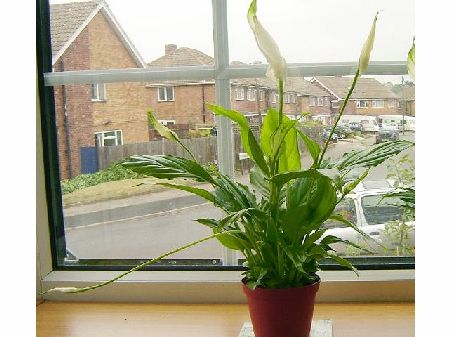i.LifeUK - Peace Lily Indoor House Plant in Pot 35-40cm Tall(including pot height)