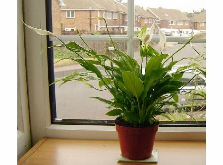 i.LifeUK - Peace Lily Indoor House Plant in Pot 40-50cm Tall(including pot height)