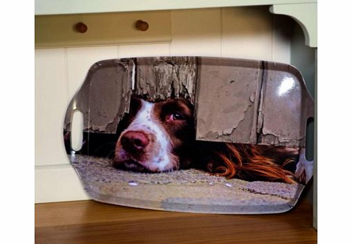 I Spy Springer Spaniel Tray 4847CX