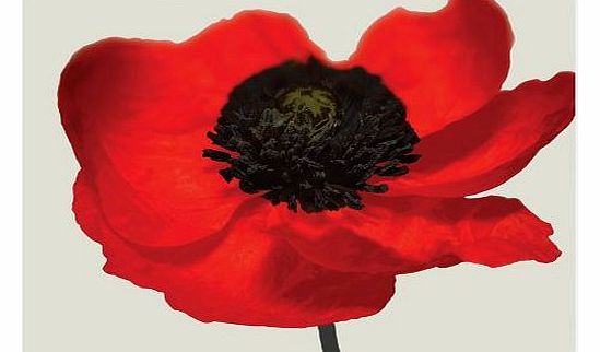 I Style My Home Poppy Glass Worktop Saver