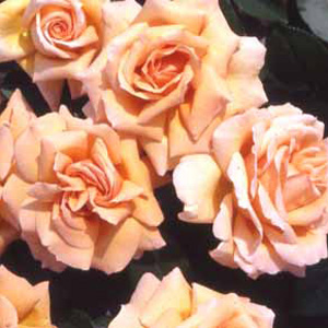 Indian Summer Hybrid Tea Rose (pre-order now)