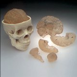 Inoneword Anatomical Model : Budget Skull With 8-part Brain