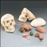 Inoneword Anatomical Model : Miniature Skull With 8-part Brain