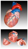Inoneword Scientific Anatomical Model : Jumbo Heart Model