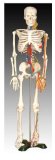 Inoneword Scientific Anatomical Model : Medium Skeleton With Nerves And Blood Vessel