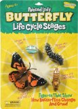 Insect Lore Life Cycle Stages Butterfly
