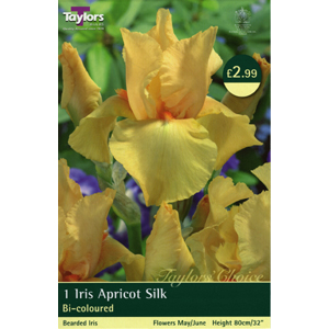IRIS Apricot Silk Bulb