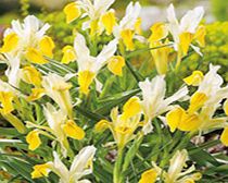 IRIS bucharica Bulbs