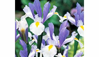 IRIS Bulbs - Silver Beauty