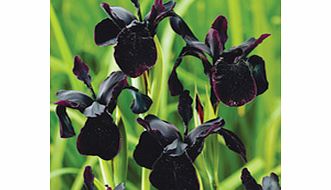 IRIS chrysographes Plants- Black Form