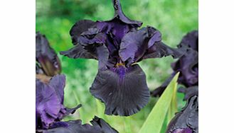 IRIS germanica Plant - Black Dragon