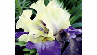 IRIS germanica Plant - Edith Wolford