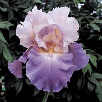 Iris Germanica Re-Blooming Mother Earth