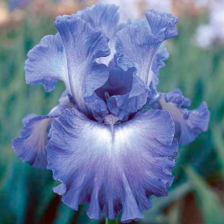 Iris Germanica Sea Swells Pack of 3 Bare Roots