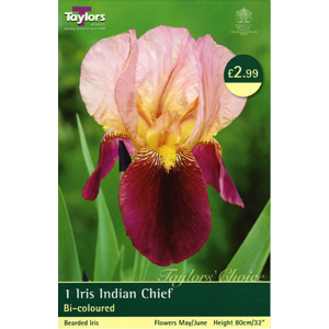 IRIS Indian Chief Bulb