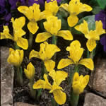 Iris Miniature Danfordiae