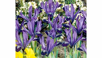 IRIS reticulata Bulbs - Purple Gem