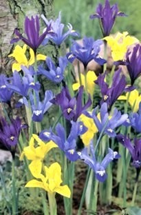 Iris Reticulata Mixed x 25 bulbs