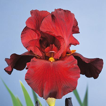 Iris War Chief Pack of 3 Bare Roots