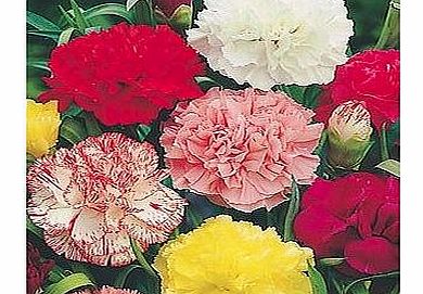 Jack Smiths Carnation - Giant Chabaud Super Claudia Mixed 100 seeds