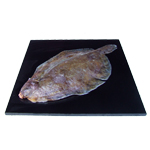 Lemon Sole