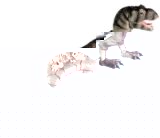 JASMAN ASIA LTD Mighty Megasaur T-Rex