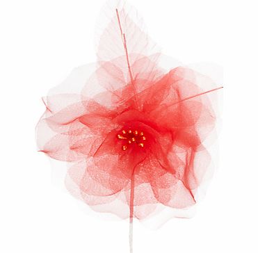John Lewis Open Flower, Dark Coral