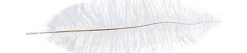 John Lewis Ostrich Feather, Medium
