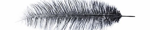 John Lewis Ostrich Feather