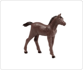 Foal