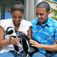 Jungle Island Penguin Encounter