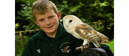 Junior Falconer Experience