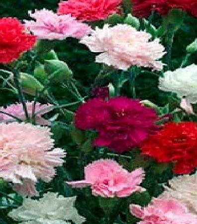 Just Seed - Flower - Dianthus - Carnation - Chabaud Mixed - 300 Seeds