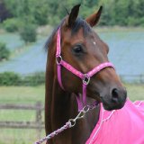 KDC Trading Ltd Katie Price Equestrian Headcollar and Leadrope Set, Pink, Full