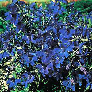 larkspur Gentian Blue Seeds
