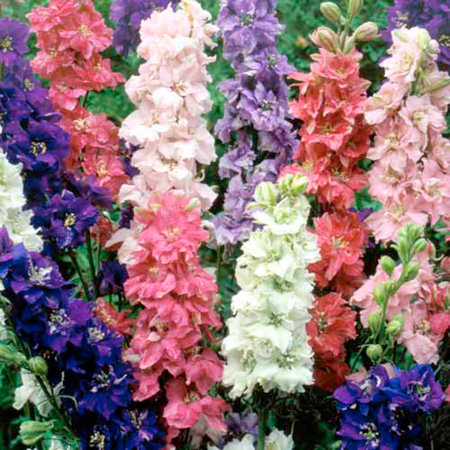 Larkspur Imperial Mixed Plants Pack of 18 Pot