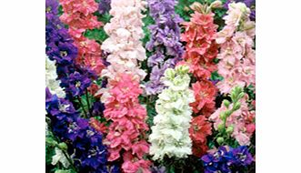 Larkspur Plants - Imperial Mixed