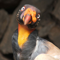 Las Aguilas  Jungle Park Las Aguilas Jungle Park