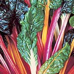 Leaf Beet Bright Lights Plug Plants 400711.htm